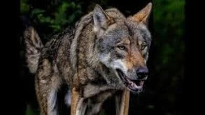 DFO Ram Singh Yadav said the predator, a female wolf aged around 2.5 years, was killed during a forest department operation in Babhanpurva area. (For representation)