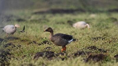 Pune, India - Jan. 1, 2022: The rare Tundra Bean goose bird spotted in backwater of Ujani dam at Bhigawan in Pune, India, on Saturday, January 1, 2022. (Photo by Pratham Gokhale/Hindustan Times) (Pratham Gokhale/HT Photo) Pune, India - Jan. 1, 2022: The rare Tundra Bean goose bird spotted in backwater of Ujani dam at Bhigawan in Pune, India, on Saturday, January 1, 2022. (Photo by Pratham Gokhale/Hindustan Times) (Pratham Gokhale/HT Photo)