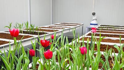 The tulip facility at the nursery was launched in 2023. (HT Archive) The tulip facility at the nursery was launched in 2023. (HT Archive)
