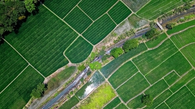 Two decades ago, a Delhi-NCR family bought three bighas of Noida farmland for  ₹6 lakh; today, its value has soared to over  ₹5 crore. (Representational Image) (Pexels Photo)