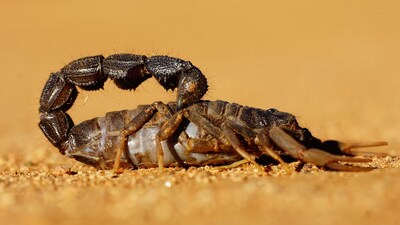 The complainant said the teachers took his son to the school's toilet, where they placed a scorpion in his pants. (Unsplash/File) The complainant said the teachers took his son to the school's toilet, where they placed a scorpion in his pants. (Unsplash/File)