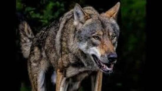 DFO Ram Singh Yadav said the predator, a female wolf aged around 2.5 years, was killed during a forest department operation in Babhanpurva area. (For representation)