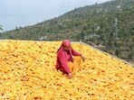 A woman leaving corn cobs on the rooftop of her house to dry in rural Kullu. Corn harvesting is in full swing in various parts of Himachal Pradesh. (Aqil Khan/HT)