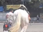 The horse appeared terrified and exhausted.(X@Karnataka Portfolio)