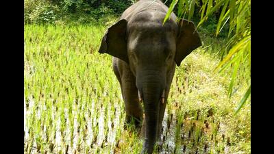 A 10-year-old elephant, Omkar, separated from his herd a few months ago, has become a nuisance for the state forest department after rummaging through several parts of Goa and Sindhudurg district in Konkan (VIVEK NAIK) A 10-year-old elephant, Omkar, separated from his herd a few months ago, has become a nuisance for the state forest department after rummaging through several parts of Goa and Sindhudurg district in Konkan (VIVEK NAIK)