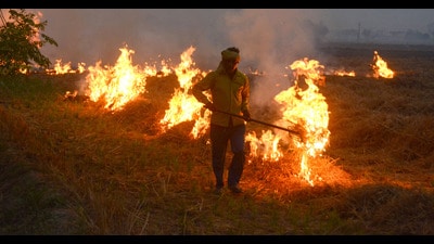 A labourer burn paddy stubble in a field at a village in Patiala on Monday. (ANI) A labourer burn paddy stubble in a field at a village in Patiala on Monday. (ANI)