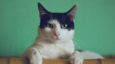 The amount is calculated based on the average 15-year lifespan of a cat. (Unsplash/Representative pic) The amount is calculated based on the average 15-year lifespan of a cat. (Unsplash/Representative pic)