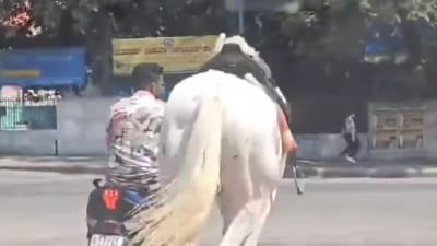 The horse appeared terrified and exhausted. (X@Karnataka Portfolio) The horse appeared terrified and exhausted. (X@Karnataka Portfolio)