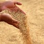 ఏపీలో ధాన్యం కొనుగోళ్లు