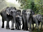 Top officials and rescue teams rushed to the site after residents spotted the elephants and informed the forest department. (HT PHOTO/Representative)