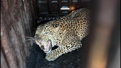 Following surge in leopard attacks across Junnar, Ambegaon, Khed and Shirur talukas, the state government on Tuesday approved ₹11.25 crore for measures to curb man-animal conflict in Pune. (HT) Following surge in leopard attacks across Junnar, Ambegaon, Khed and Shirur talukas, the state government on Tuesday approved ₹11.25 crore for measures to curb man-animal conflict in Pune. (HT)