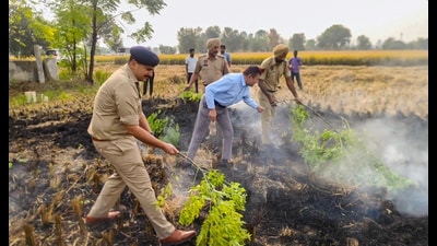 SSP Sartaj Singh Chahal, DC Rahul Chaba with other officials try to douse a farm fire in Sangrur on Tuesday. At 510, the district has highest number of stubble burning cases in state. (PTI) SSP Sartaj Singh Chahal, DC Rahul Chaba with other officials try to douse a farm fire in Sangrur on Tuesday. At 510, the district has highest number of stubble burning cases in state. (PTI)