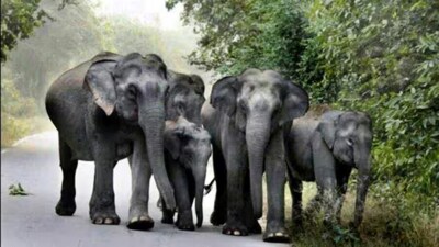Top officials and rescue teams rushed to the site after residents spotted the elephants and informed the forest department. (HT PHOTO/Representative)
