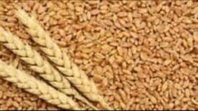 While the Punjab government has made seeds free for flood-affected farmers, the other will be a 50% subsidy restricted to only 2 to 2.5 acres of land.