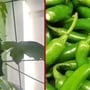 করলা আর উচ্ছে গাছ কি বাড়ির জন্য শুভ?