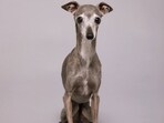 Tika the Iggy was an Italian greyhound known for her impeccable fashion sense.(Instagram/ tikatheiggy)