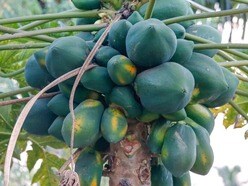 বাস্তুশাস্ত্রমতে পেঁপে গাছ কি বাড়ির জন্য ভালো?