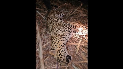 Officials said that the leopard shot dead was thus shot following a failed attempt to tranquilise it, which led the big cat to charge at the rescue team. (HT) Officials said that the leopard shot dead was thus shot following a failed attempt to tranquilise it, which led the big cat to charge at the rescue team. (HT)