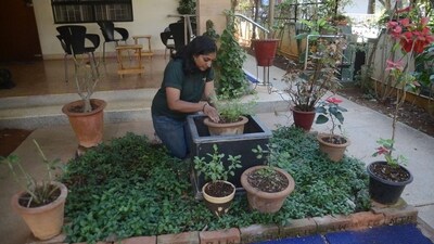 The school is located in the nursery section of the garden, next to the high tech nursery and a newly set up arboretum. (HT Archive)
