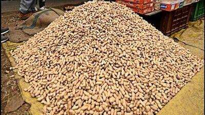 The Gujarat government has taken a decision to procure up to 125 mann (maund) of groundnut per farmer, considering the substantial groundnut production in the state this year. (Representational image) The Gujarat government has taken a decision to procure up to 125 mann (maund) of groundnut per farmer, considering the substantial groundnut production in the state this year. (Representational image)