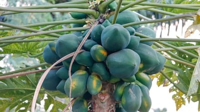 বাস্তুশাস্ত্রমতে পেঁপে গাছ কি বাড়ির জন্য ভালো? বাস্তুশাস্ত্রমতে পেঁপে গাছ কি বাড়ির জন্য ভালো?