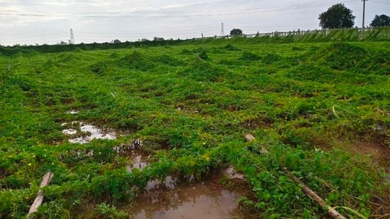 మెుంథా తుపాను పంట నష్టం
