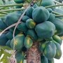 বাস্তুশাস্ত্রমতে পেঁপে গাছ কি বাড়ির জন্য ভালো?