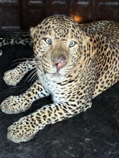 Leopard captured 40 hours after alleged fatal attack; villagers