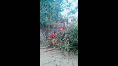 A branch of a tree placed on the zoo boundary wall, which the miscreants used to scale the wall (HT Photo) A branch of a tree placed on the zoo boundary wall, which the miscreants used to scale the wall (HT Photo)