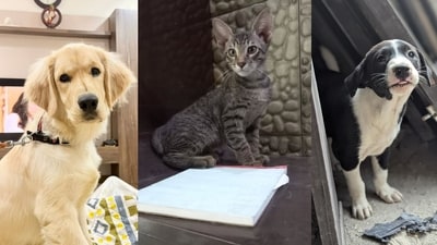 These lovable furballs in Delhi-NCR are looking for their forever family. Could you be the one to give them a loving home?