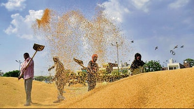On Thursday, the total arrivals in mandis touched 140 lakh tonnes, which is almost 90% of the estimated inflow that the state government is expecting. (File) On Thursday, the total arrivals in mandis touched 140 lakh tonnes, which is almost 90% of the estimated inflow that the state government is expecting. (File)