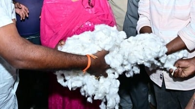 పత్తి రైతుల ఇబ్బందులు - కేంద్రానికి మంత్రి అచ్చెన్నాయుడు లేఖ