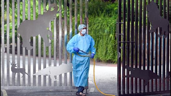 A zoo worker sprays disinfectant after the outbreak. (HT)