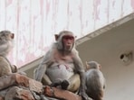 The monkeys which might have wandered in from Bengaluru's Devanahalli area, were rescued and relocated by airport staff. (HT)