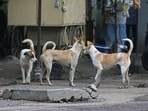 The incident has sparked outrage among Bengaluru residents, who criticize authorities for failing to manage the stray dog population effectively. (HT FILE PHOTO)