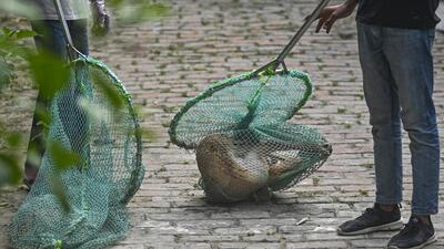 A municipal corporation worker catches a stray dog. (PTI)