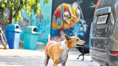 Activists said the SC order violates ABC Rules, which mandate returning sterilised dogs to their original areas. (Sunil Ghosh/HT Photo) Activists said the SC order violates ABC Rules, which mandate returning sterilised dogs to their original areas. (Sunil Ghosh/HT Photo)