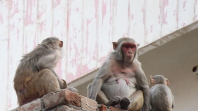 The monkeys which might have wandered in from Bengaluru's Devanahalli area, were rescued and relocated by airport staff. (HT) The monkeys which might have wandered in from Bengaluru's Devanahalli area, were rescued and relocated by airport staff. (HT)