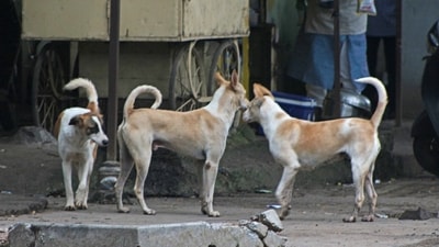 The incident has sparked outrage among Bengaluru residents, who criticize authorities for failing to manage the stray dog population effectively. (HT FILE PHOTO) The incident has sparked outrage among Bengaluru residents, who criticize authorities for failing to manage the stray dog population effectively. (HT FILE PHOTO)