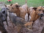 Supreme Court on Friday took note of the ‘alarming rise’ in dog bite cases in institutional areas, railway stations, hospitals, etc, and directed the relocation of stray canines to designated shelters.