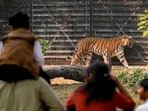 Gram it: Roars and growls returned as the National Zoological Park aka Delhi Zoo reopened on Saturday, after being shut for more than two months as part of the precautionary measures taken post detection of avian influenza in its waterbird aviary. In no time, the place was filled with visitors as several people turned up to view animals, such as this tiger in its enclosure.