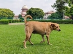 A stray dog roams inside the Supreme Court SC premises on Friday