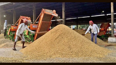 As per the agriculture department, false smut disease has affected nearly 28,045 acres of paddy. (HT Photo) As per the agriculture department, false smut disease has affected nearly 28,045 acres of paddy. (HT Photo)