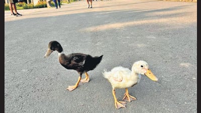 Domesticated ducklings at the Sukhna lake. (Parveen Nain) Domesticated ducklings at the Sukhna lake. (Parveen Nain)