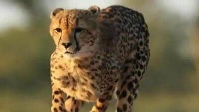 Officials from South Africa had earlier said that a decision would be based on a scientific assessment of whether the translocation would affect the survival of the species in the wild. (Representative photo) Officials from South Africa had earlier said that a decision would be based on a scientific assessment of whether the translocation would affect the survival of the species in the wild. (Representative photo)