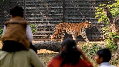 Gram it: Roars and growls returned as the National Zoological Park aka Delhi Zoo reopened on Saturday, after being shut for more than two months as part of the precautionary measures taken post detection of avian influenza in its waterbird aviary. In no time, the place was filled with visitors as several people turned up to view animals, such as this tiger in its enclosure. (Photo: Arun Sharma/PTI)