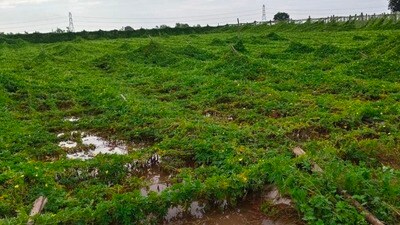 మెుంథా తుపాను పంట నష్టం మెుంథా తుపాను పంట నష్టం
