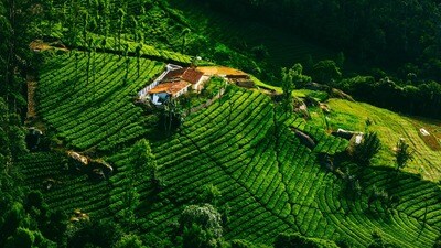 ఊటీ (Image source Unsplash) ఊటీ (Image source Unsplash)