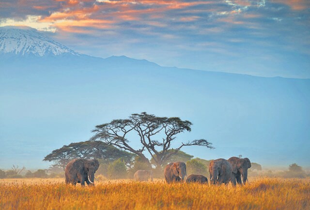 Mt. Kilimanjaro looms over African elephants. (Rahul Gupta) Mt. Kilimanjaro looms over African elephants. (Rahul Gupta)