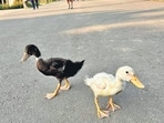 Domesticated ducklings at the Sukhna lake. (Parveen Nain) Domesticated ducklings at the Sukhna lake. (Parveen Nain)